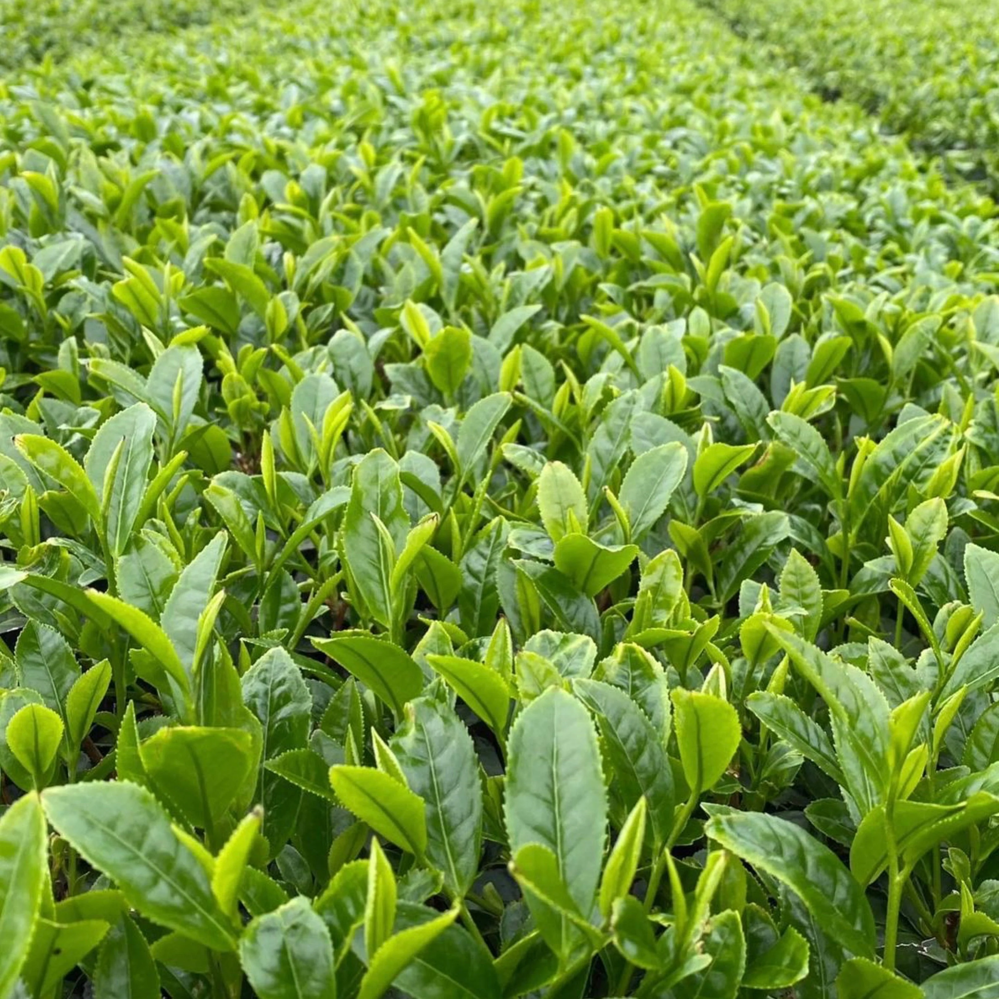 PREORDER available late April 🍵 2026 #0344.K2 Tanegashima Island Asatsuyu (micro batch, limited) Single Cultivar Sencha by Iba Takahiro Tea Garden - Image 5