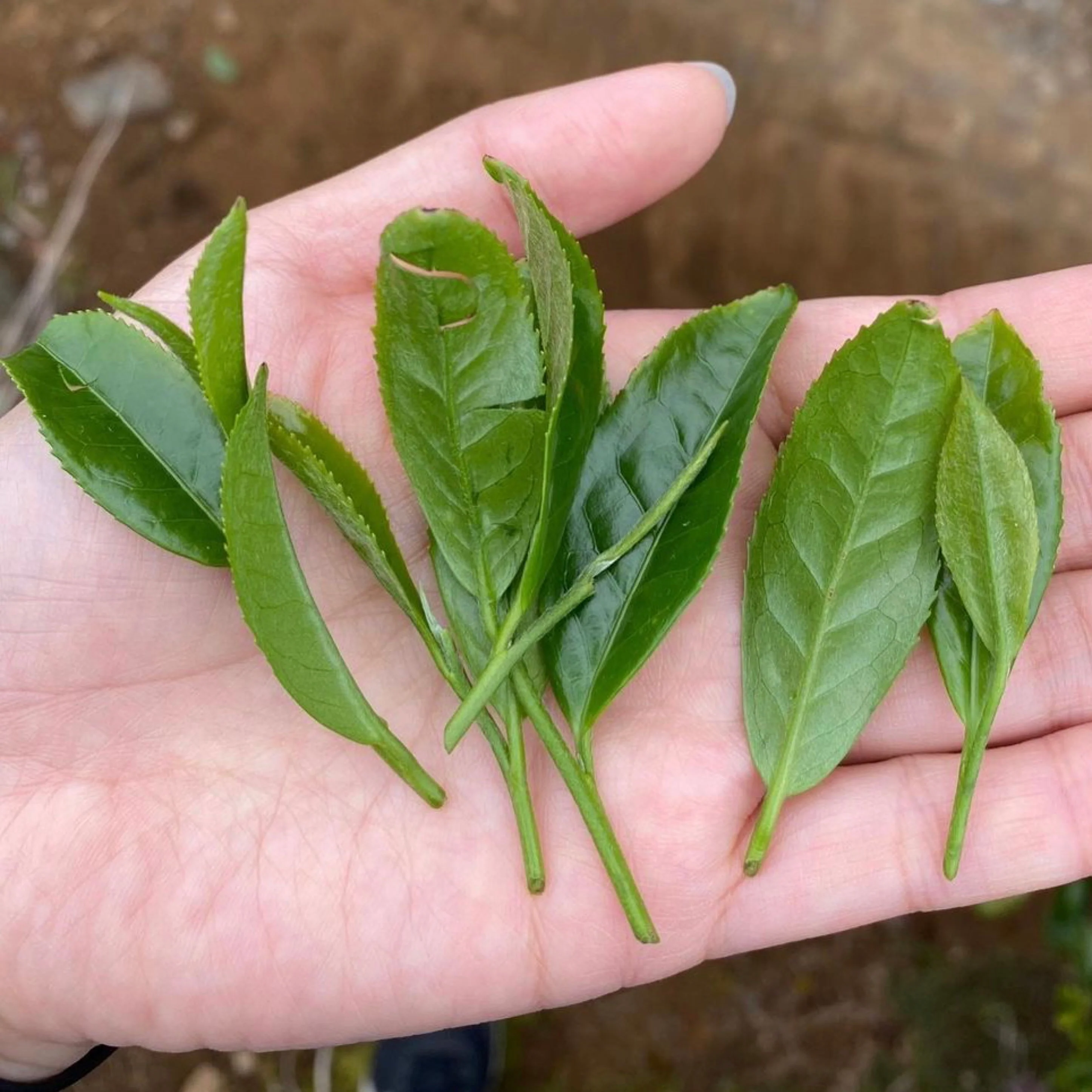 PREORDER available late April 🍵 2026 #0346.K2 Tanegashima Island Meiryoku (micro batch, limited) Single Cultivar Sencha by Iba Takahiro Tea Garden - Image 6