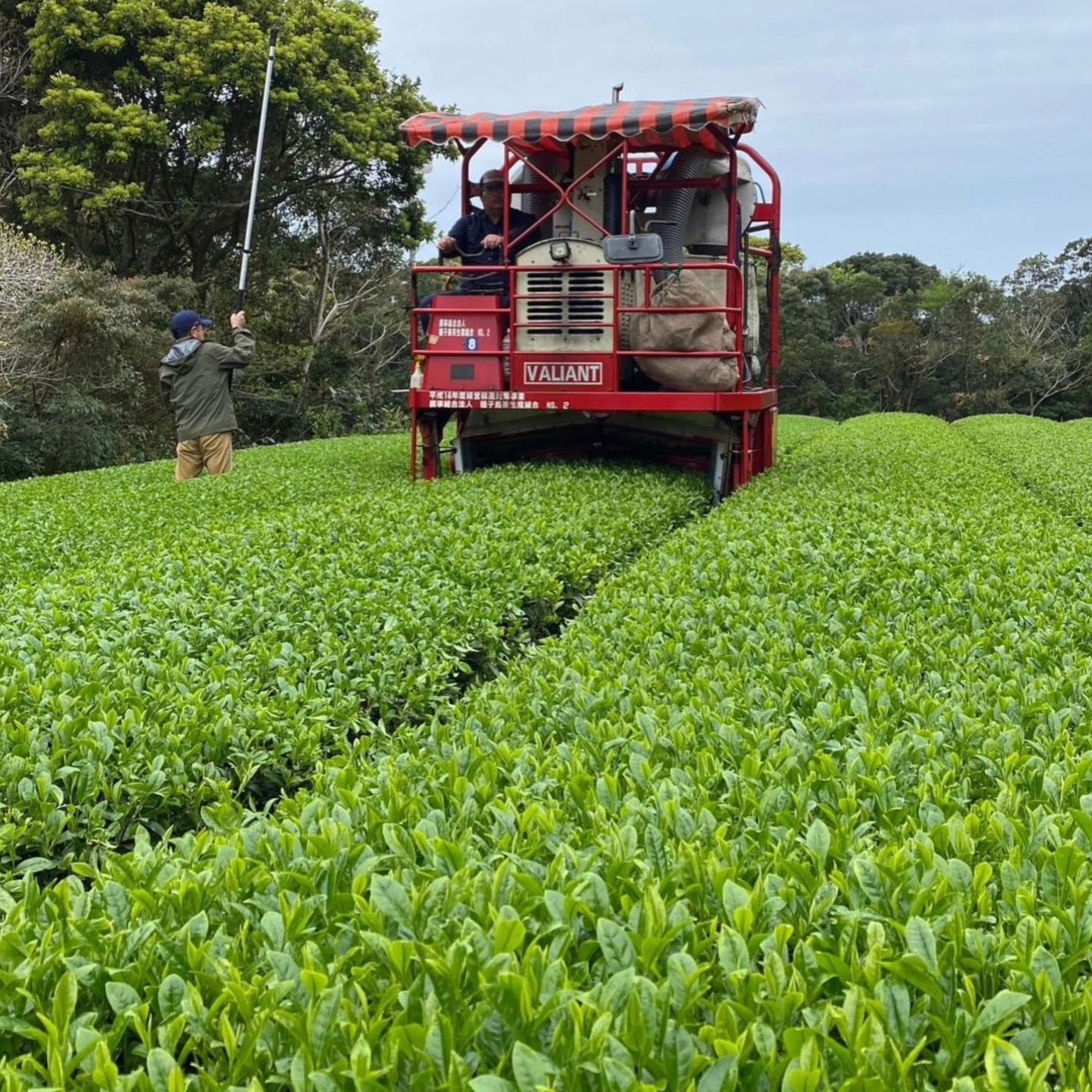 PREORDER available late April 🍵 2026 #0346.K2 Tanegashima Island Meiryoku (micro batch, limited) Single Cultivar Sencha by Iba Takahiro Tea Garden - Image 8