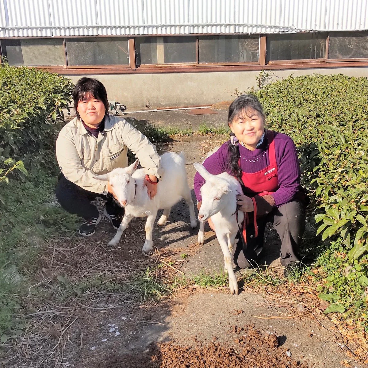 PREORDER available late May 🍵 2026 #0665.S5 Tarui Tea Farm: Organic Sencha Chouseiden - Single Cultivar Shizu 7132 有機 長生殿 - Image 4