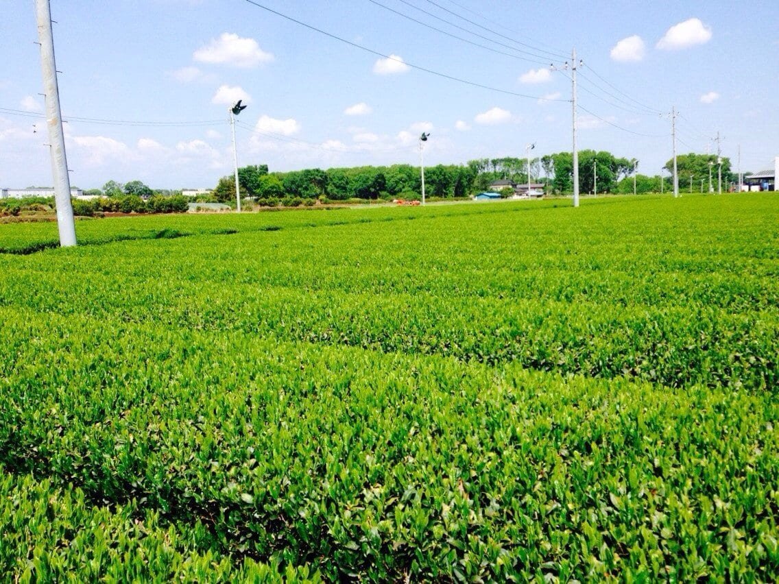PREORDER available late May 🍵 2026 #0911.S2 Morita Tea Garden #04: Sayama Karigane (Premium Stem Tea) 雁が音 - Image 5