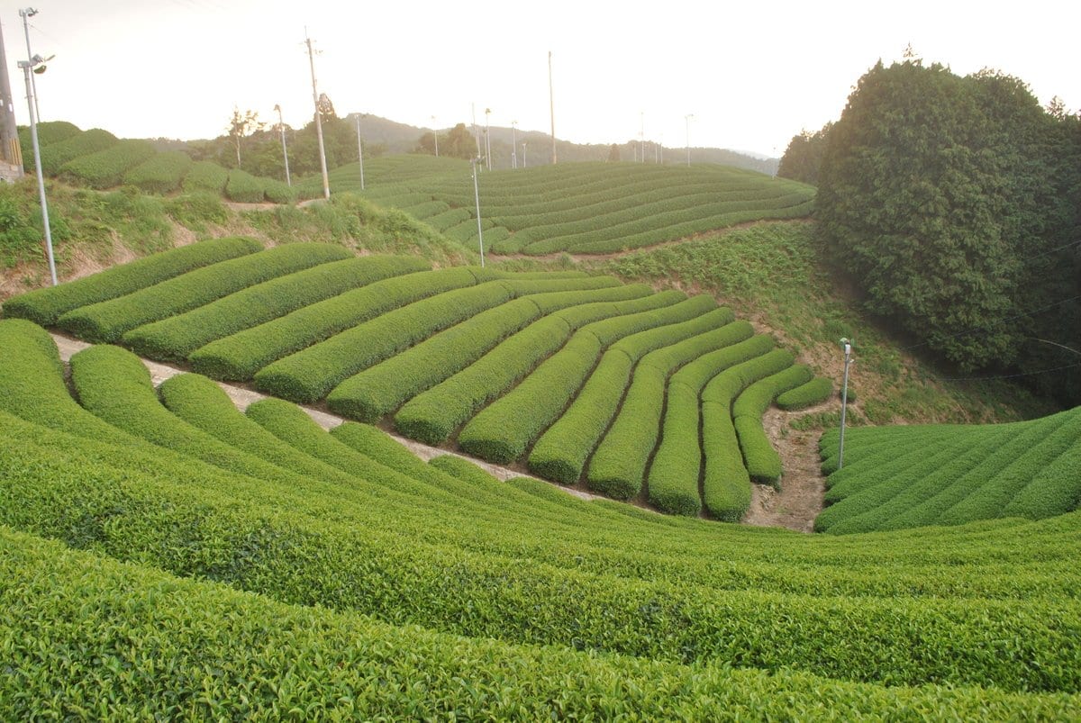 #0703.K6 Uejima Tea Farm: Uji Matcha "Rei" (Samidori) - Kyoto Grown Standard Ceremonial Grade Matcha 京都宇治和束茶　抹茶　玲 (limited quantity) - Image 4