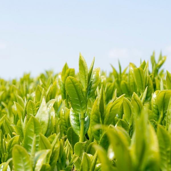 PREORDER available May 🍵 2026 #0709.K2 Wakoen Tea Farm: Kagoshima Fukamushicha - Takumi (Premium Grade) 和香園 深蒸し茶 匠 - Image 5