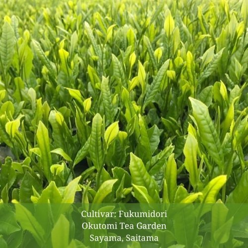 PREORDER available June šµ 2026 #0579.S2 Withered Sencha Green Tea - Fukumidori, Single Cultivar by Okutomi Tea Garden - Image 3