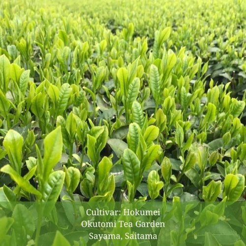 PREORDER available June 🍵 2026 #0580.S2 Withered Sencha Green Tea - #03 Hokumei, Single Cultivar by Okutomi Tea Garden - Image 3