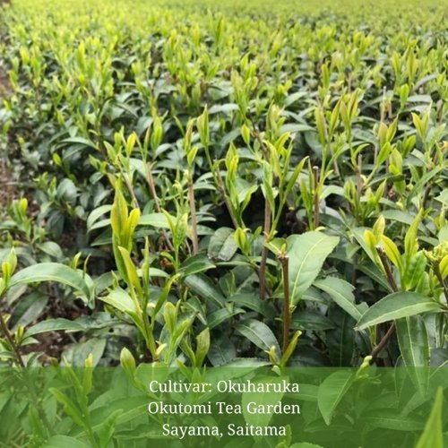 PREORDER available June 🍵 2026 #0581.S2 Okutomi Tea Garden: 2026 Withered Sencha Green Tea - Okuharuka, Single Cultivar - Image 3