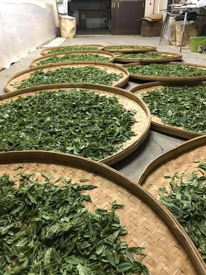 PREORDER available June 🍵 2026 #0578.S2 Withered Sencha Green Tea - #01 Yume Wakaba, Single Cultivar by Okutomi Tea Garden - Image 5