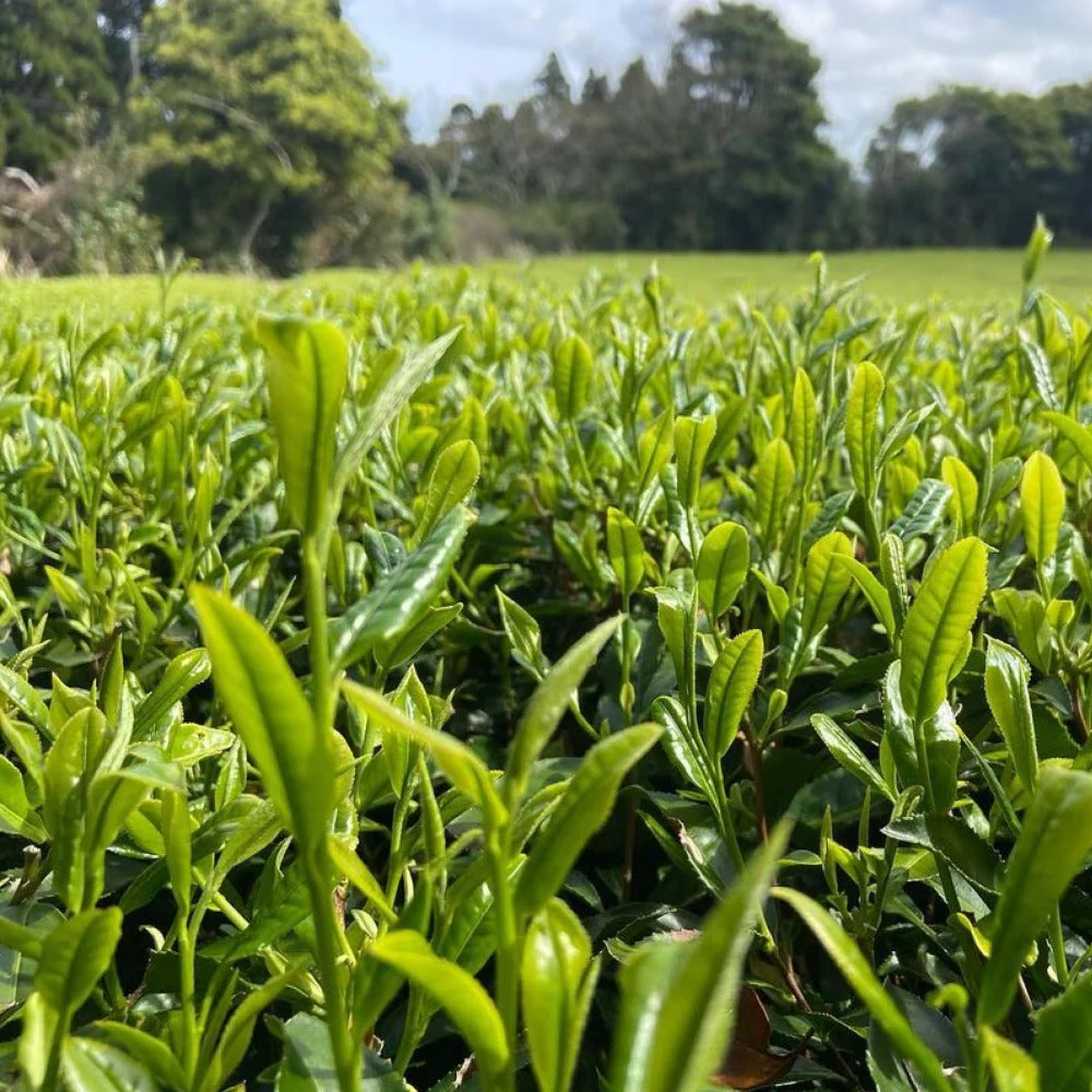 #0333.K2 Iba Yu Tea Garden:  Tanegashima Single Cultivar Sencha - Shuntaro (micro batch, limited) - Image 4