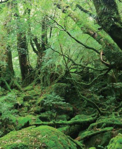 YAKUSHIMA SOY CANDLE - Image 4