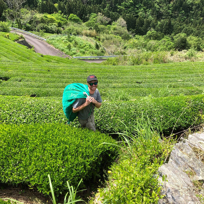 #0716.T2 Yancha: Spring Harvest Light Roast Yabukita Hojicha from Aruse Village, Tokushima - Image 10