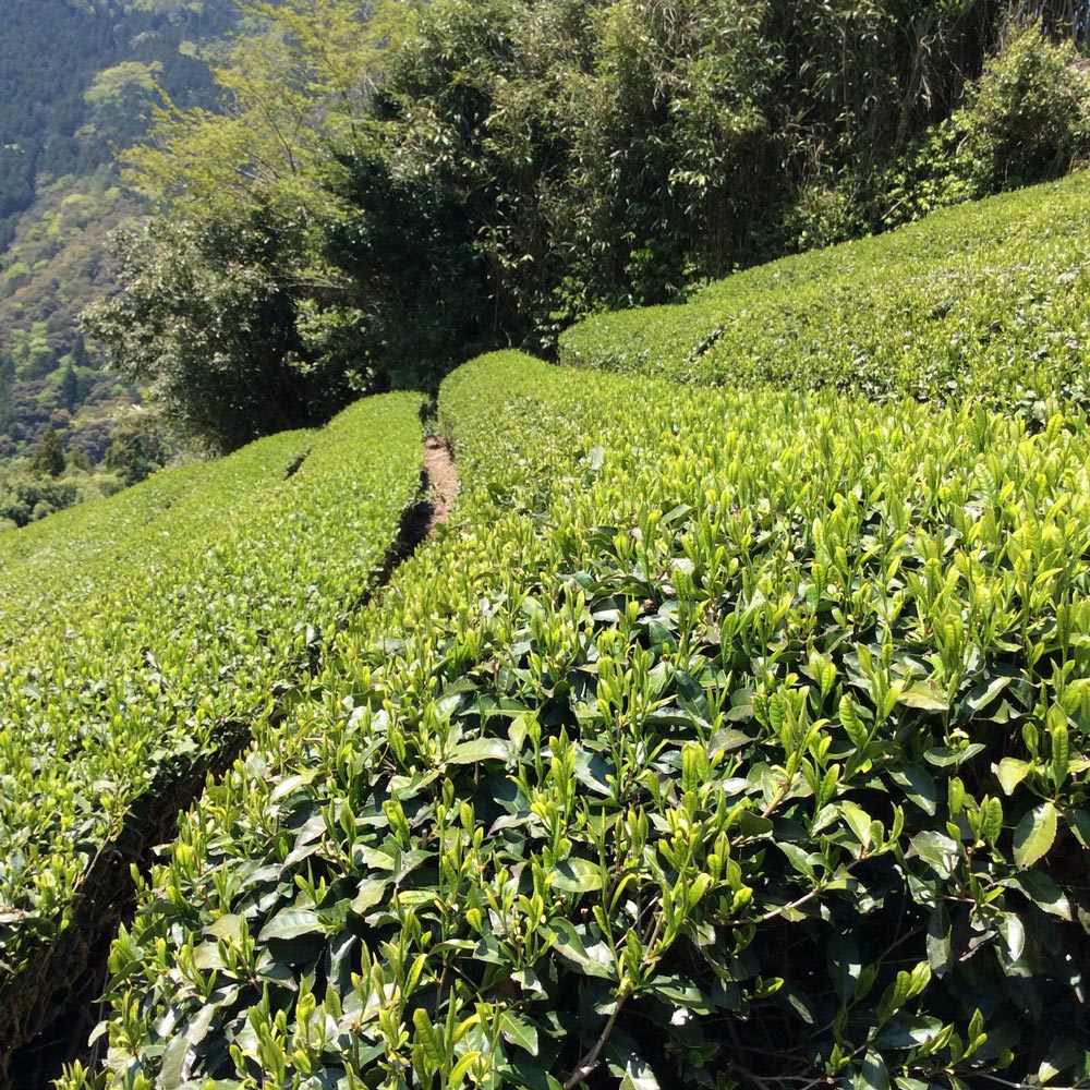 #0716.T2 Yancha: Spring Harvest Light Roast Yabukita Hojicha from Aruse Village, Tokushima - Image 6