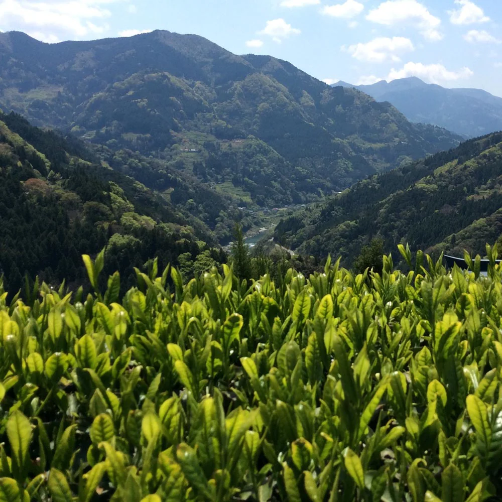 #0716.T2 Yancha: Spring Harvest Light Roast Yabukita Hojicha from Aruse Village, Tokushima - Image 9
