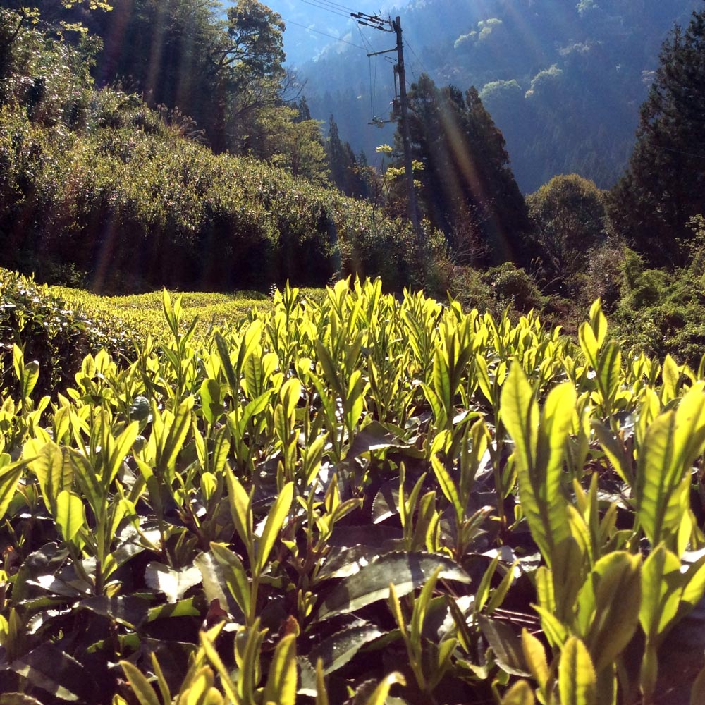 PREOEDER 2026 #0717.T2 Yancha: Standard Yabukita Sencha from Aruse Village, Tokushima - Image 5