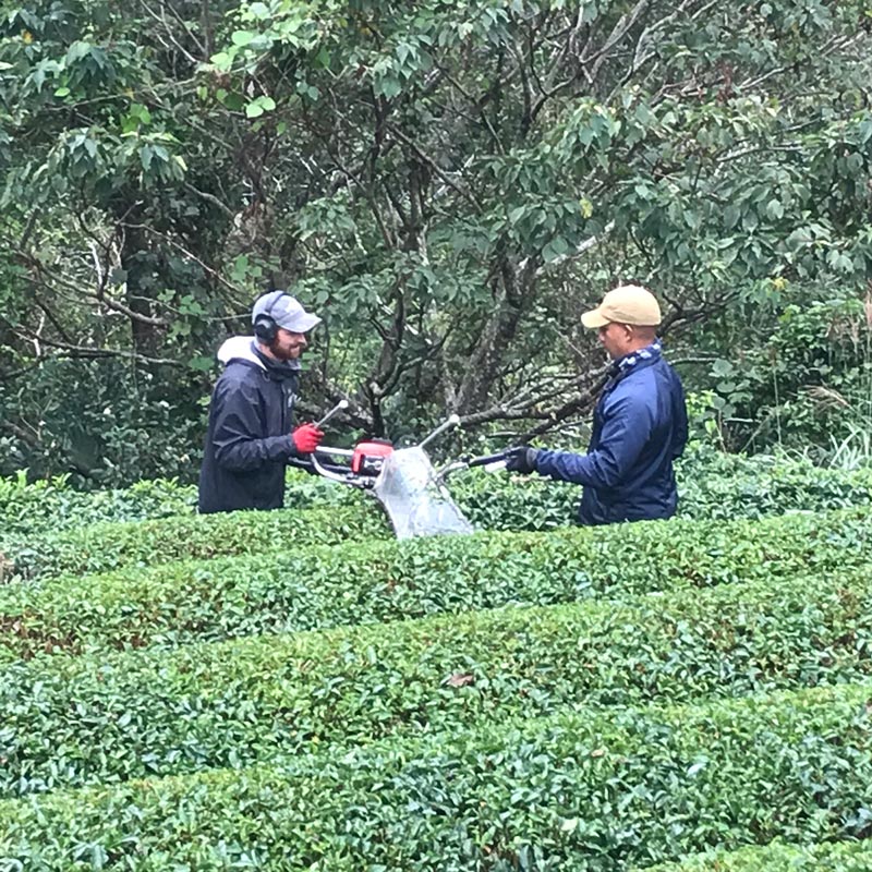 PREOEDER 2026 #0717.T2 Yancha: Standard Yabukita Sencha from Aruse Village, Tokushima - Image 7