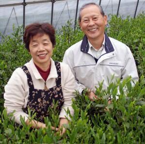 PREORDER available in late May 🍵 #0727.S2 Yoshino Tea Garden: Horai Kincha Single Cultivar Sayama Golden Sencha Green Tea 蓬莱錦茶 - Image 5