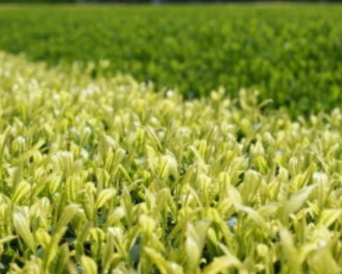 PREORDER available in late May 🍵 #0727.S2 Yoshino Tea Garden: Horai Kincha Single Cultivar Sayama Golden Sencha Green Tea 蓬莱錦茶 - Image 7