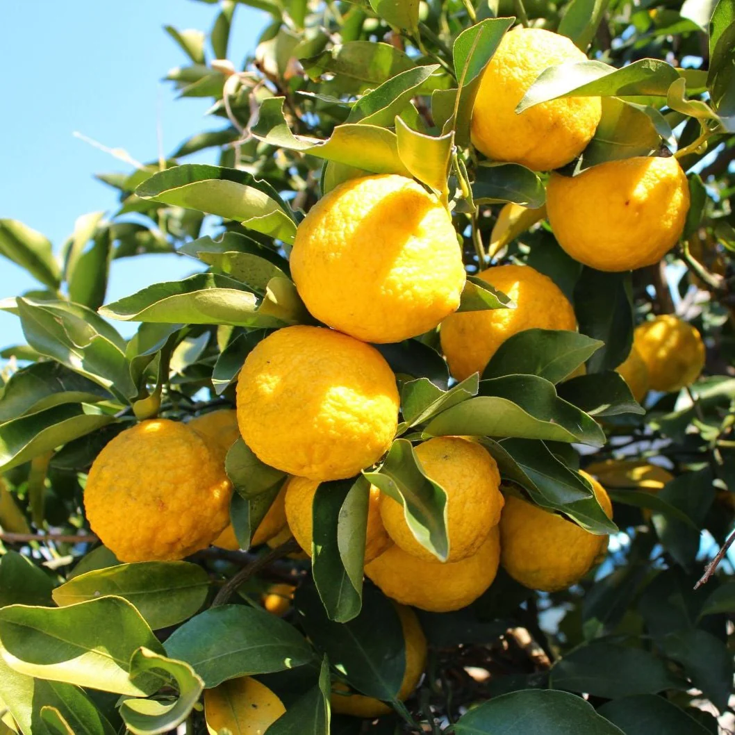 #0821.K4 Yuzu Citrus Peel Fine-Grained Powder - Grown in Kochi, Japan - Image 4