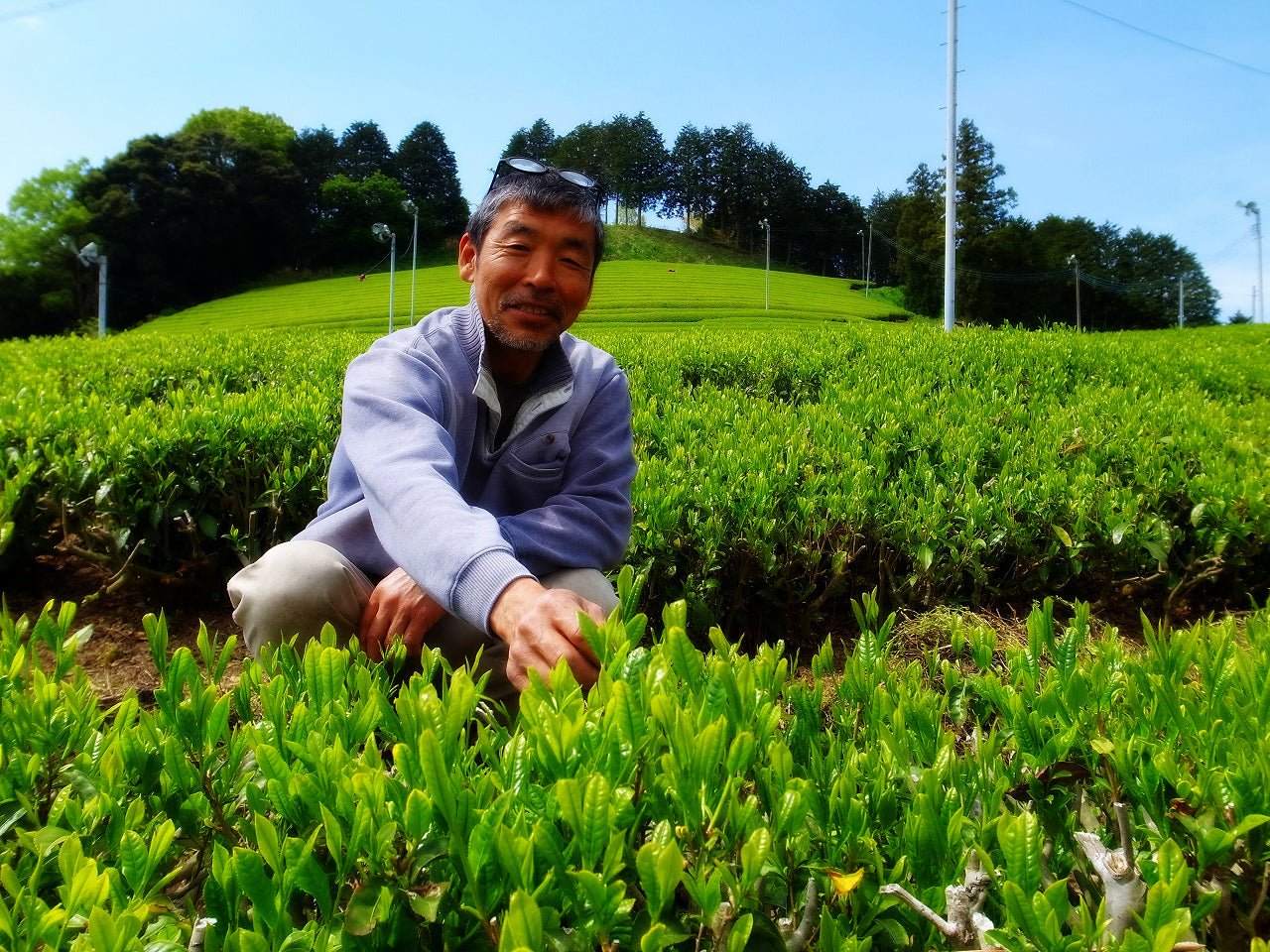 PREORDER available late May 🍵 2026 #0758.S5 Zenkouen Tea Garden SZ003: Daichi no Meicha - Single Cultivar Kanaya Midori Shizuoka Sencha (JAS Organic) 大地の銘茶、かなやみどり - Image 4